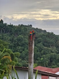 Macaws hanging out at a nest near the house