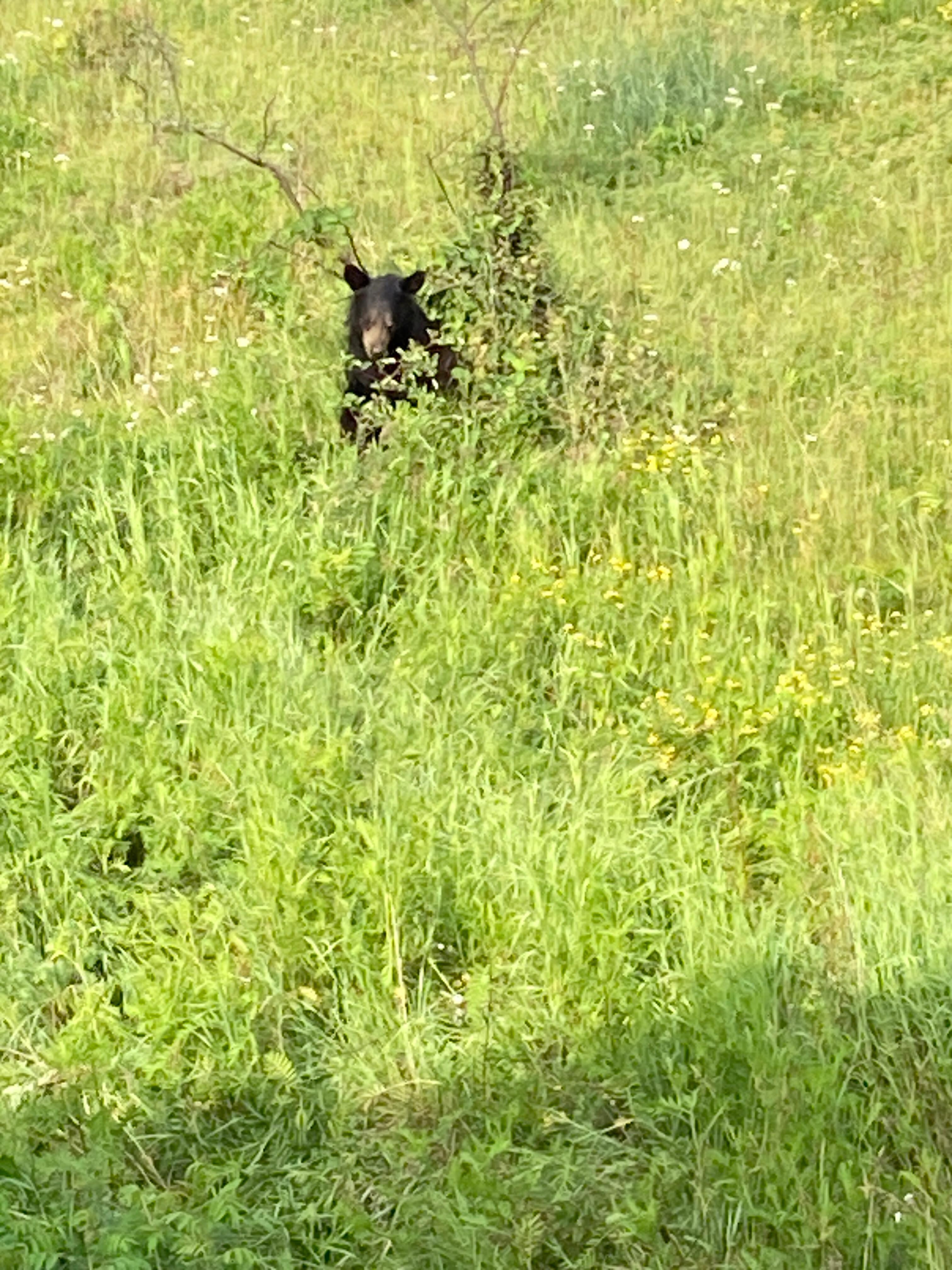 Backyard visitor. 