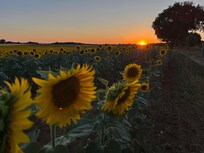Wandeling in de buurt