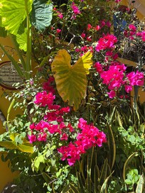 Flowers everywhere!