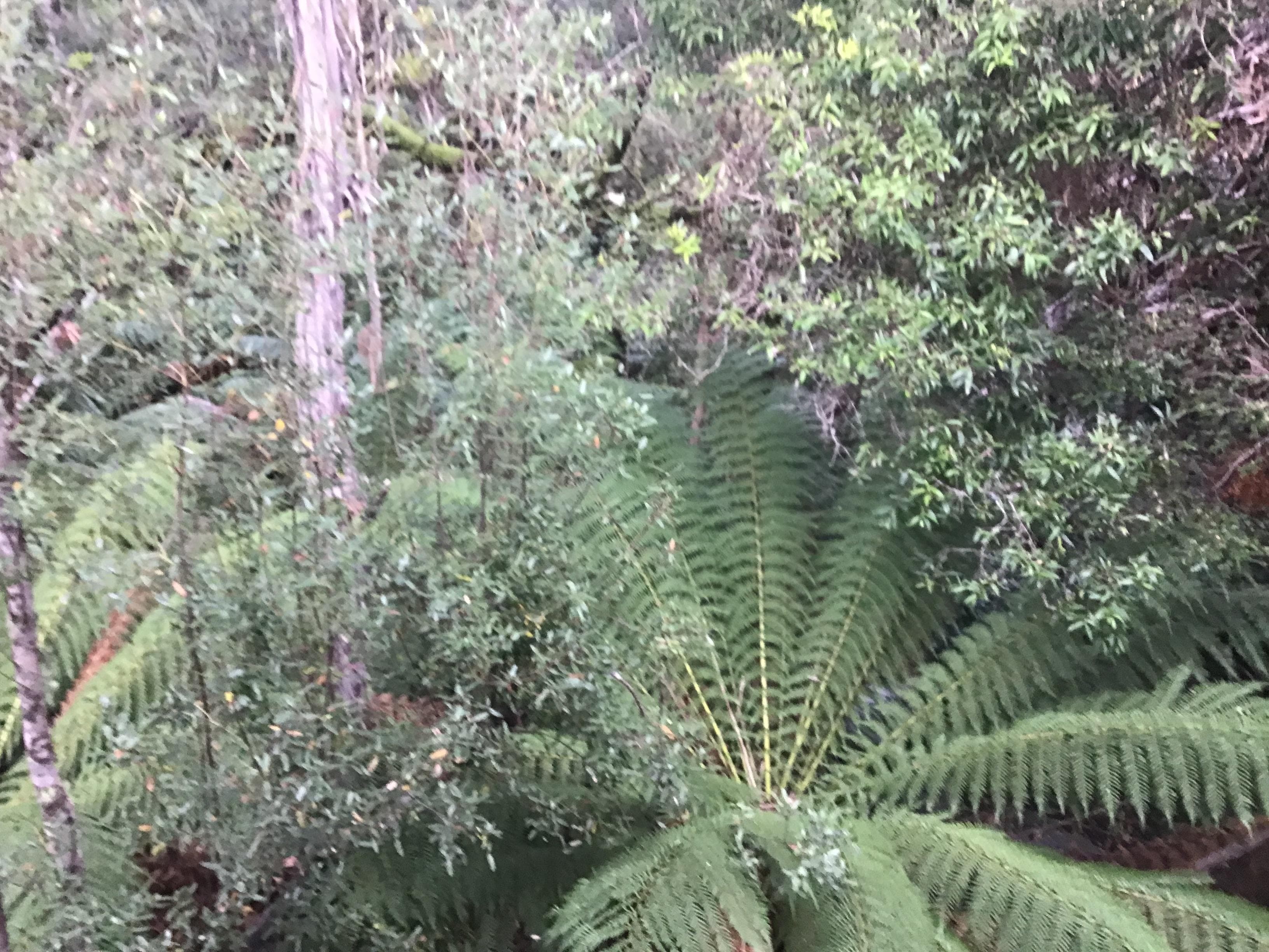 Beautiful forest surrounds