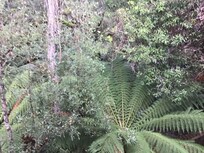 Beautiful forest surrounds