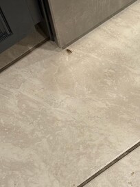 Roaches on the floor. It was many more