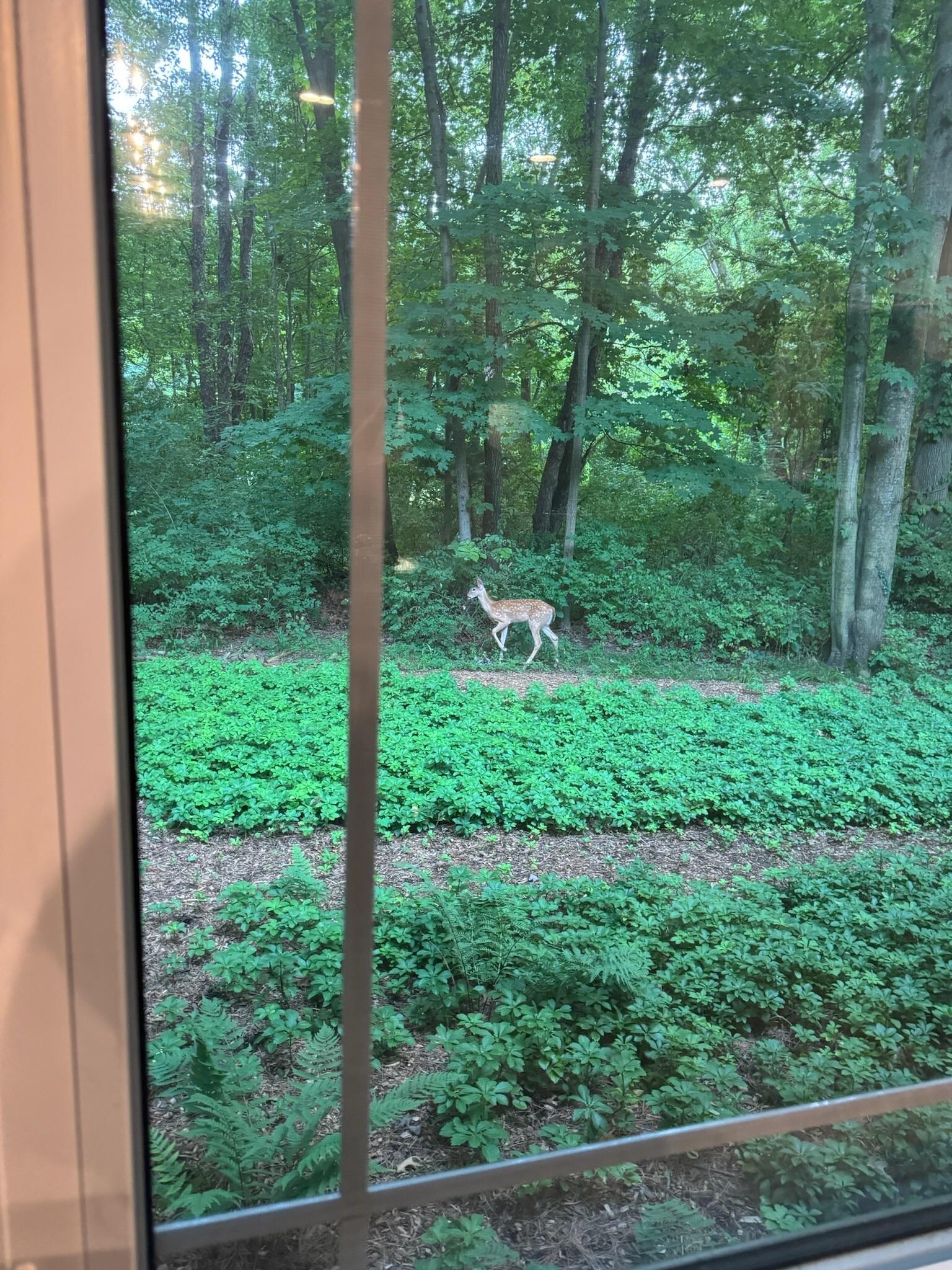 Fawn in the backyard