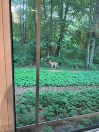 Fawn in the backyard