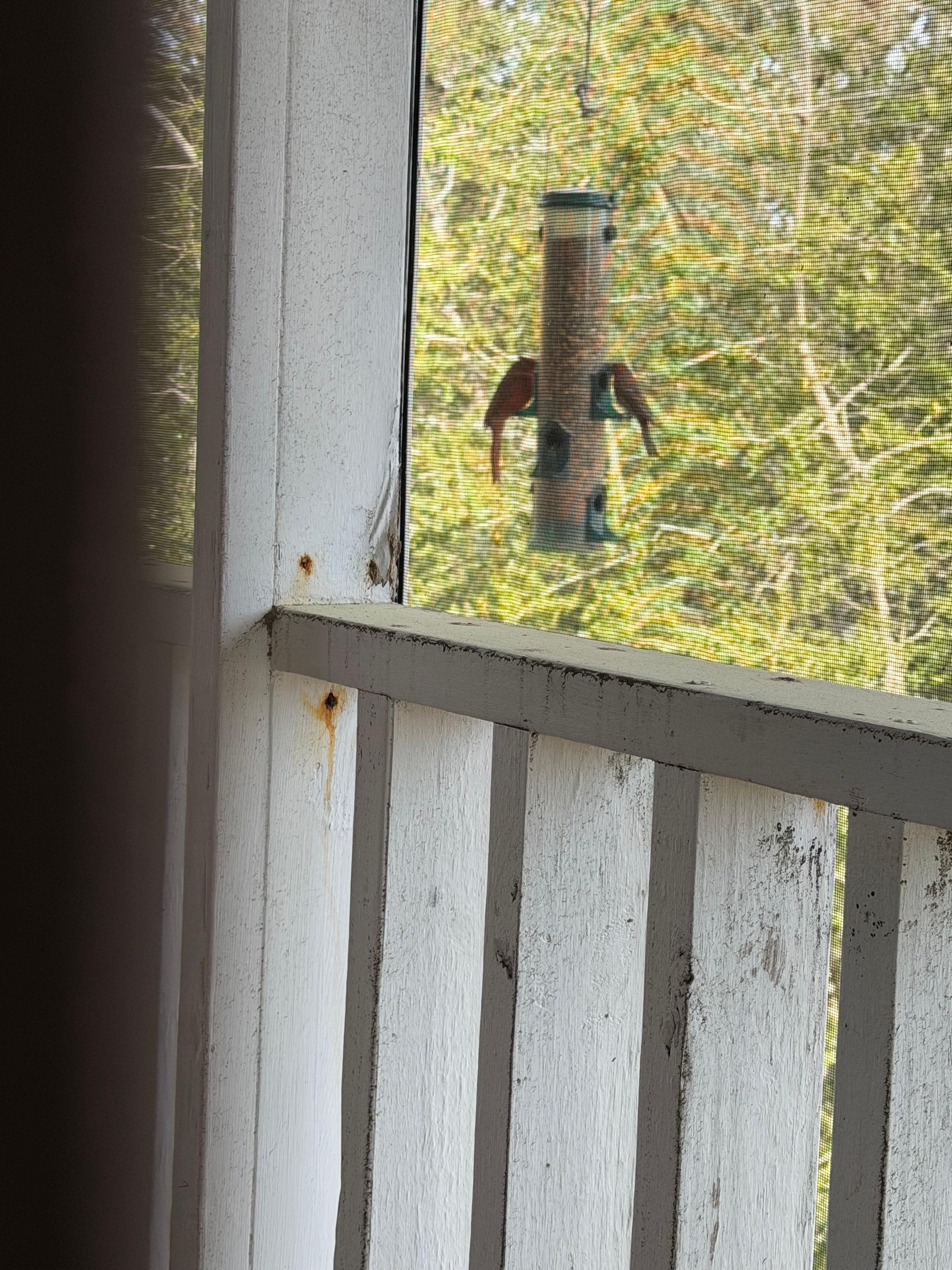 Beautiful birds joined us from the screened porch. 