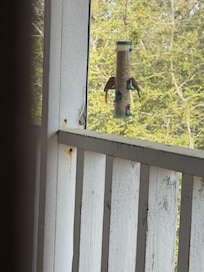 Beautiful birds joined us from the screened porch.