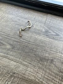 Small snake that crawled into our room