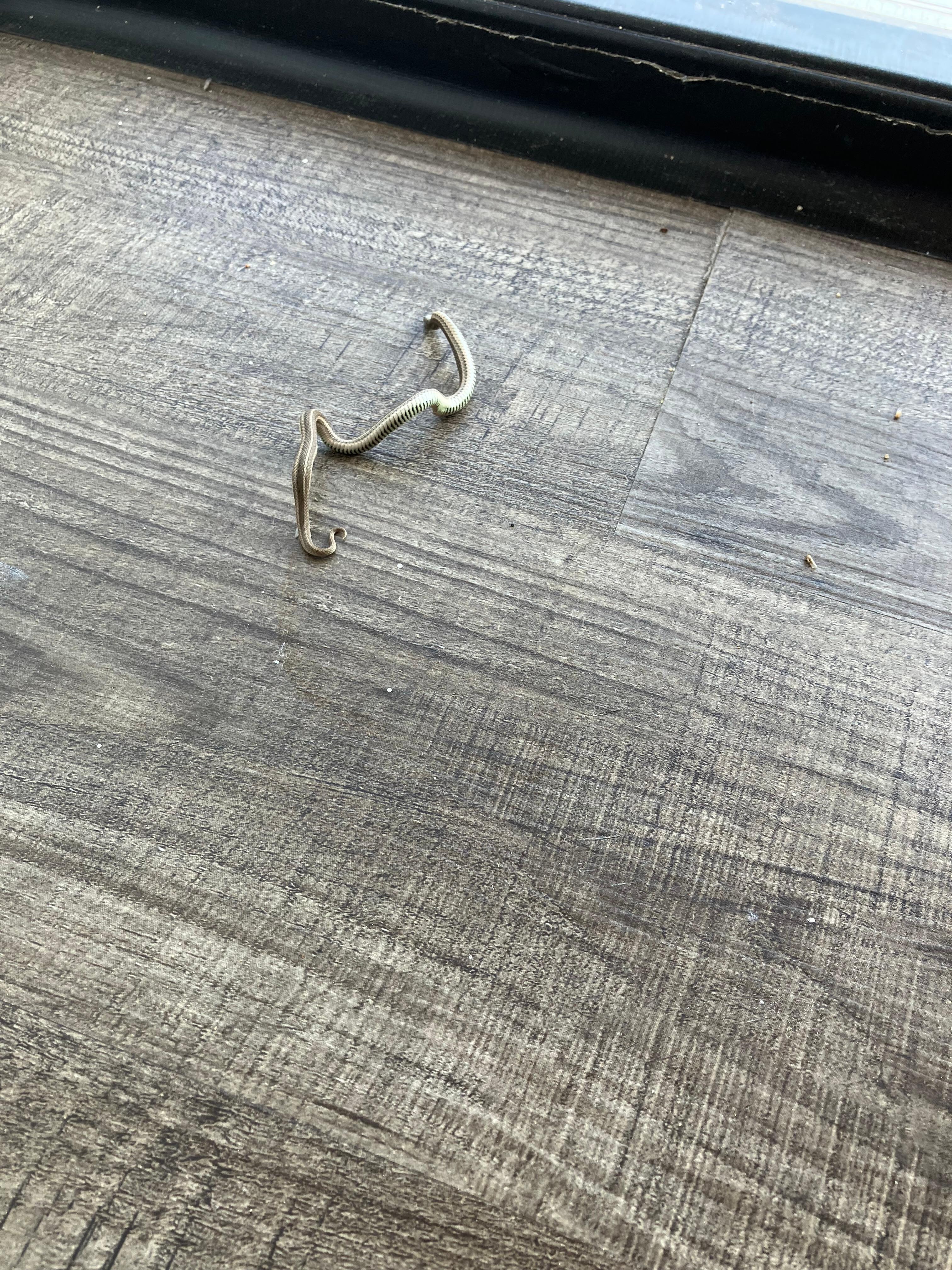 Small snake that crawled into our room