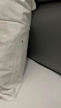 One of the multiple bed bugs emerging from the headboard area, at night