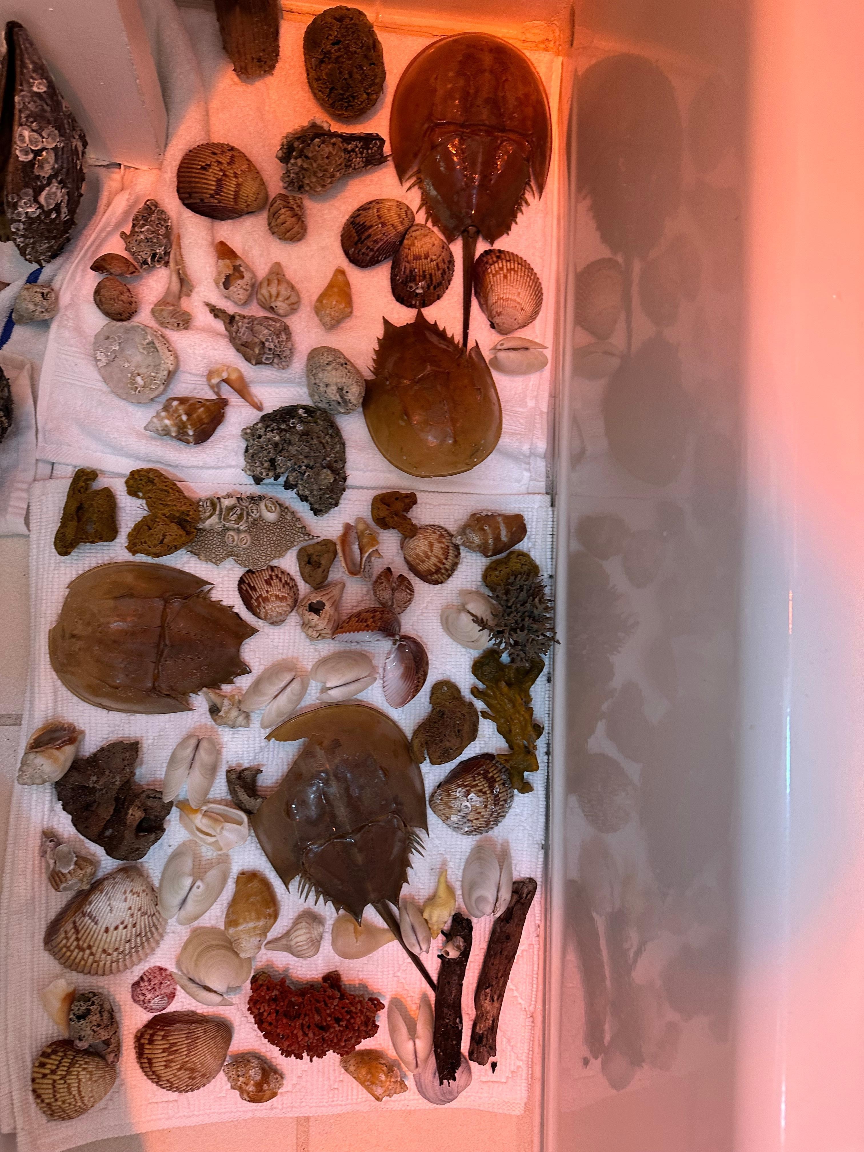 Shell hunters you may not find your most favorite shells but you will find shells. Lots of smalls not all torn up like on some beaches. 👍