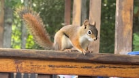 Little visitor