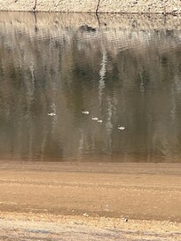 Geese and other wildlife every day!