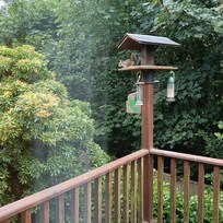 Feeding birds and squirrels