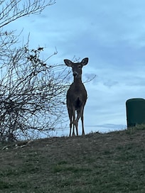 3 or 4 deer hanging around this weekend.