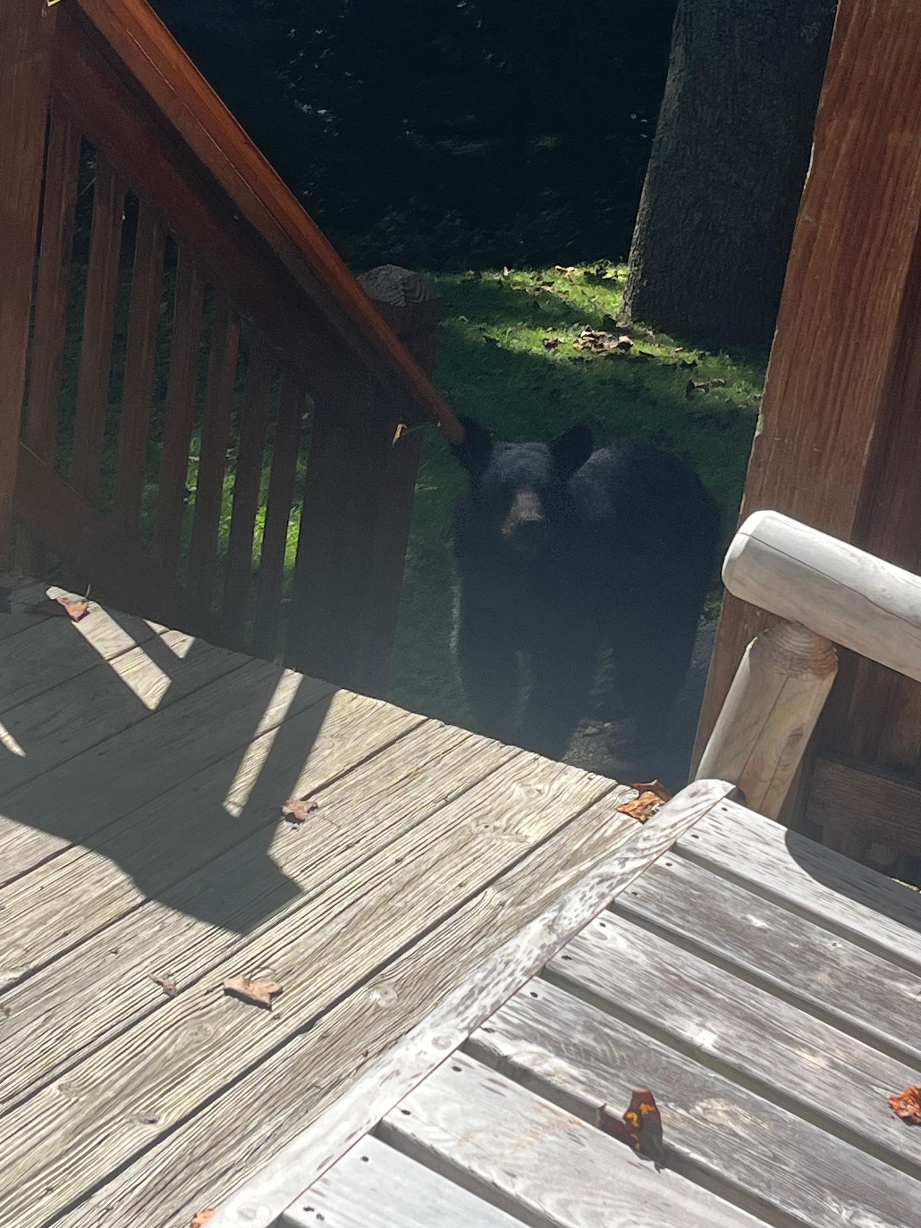 Mama and babies came every day to visit. 