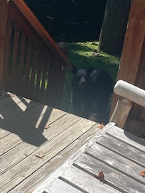 Mama and babies came every day to visit.