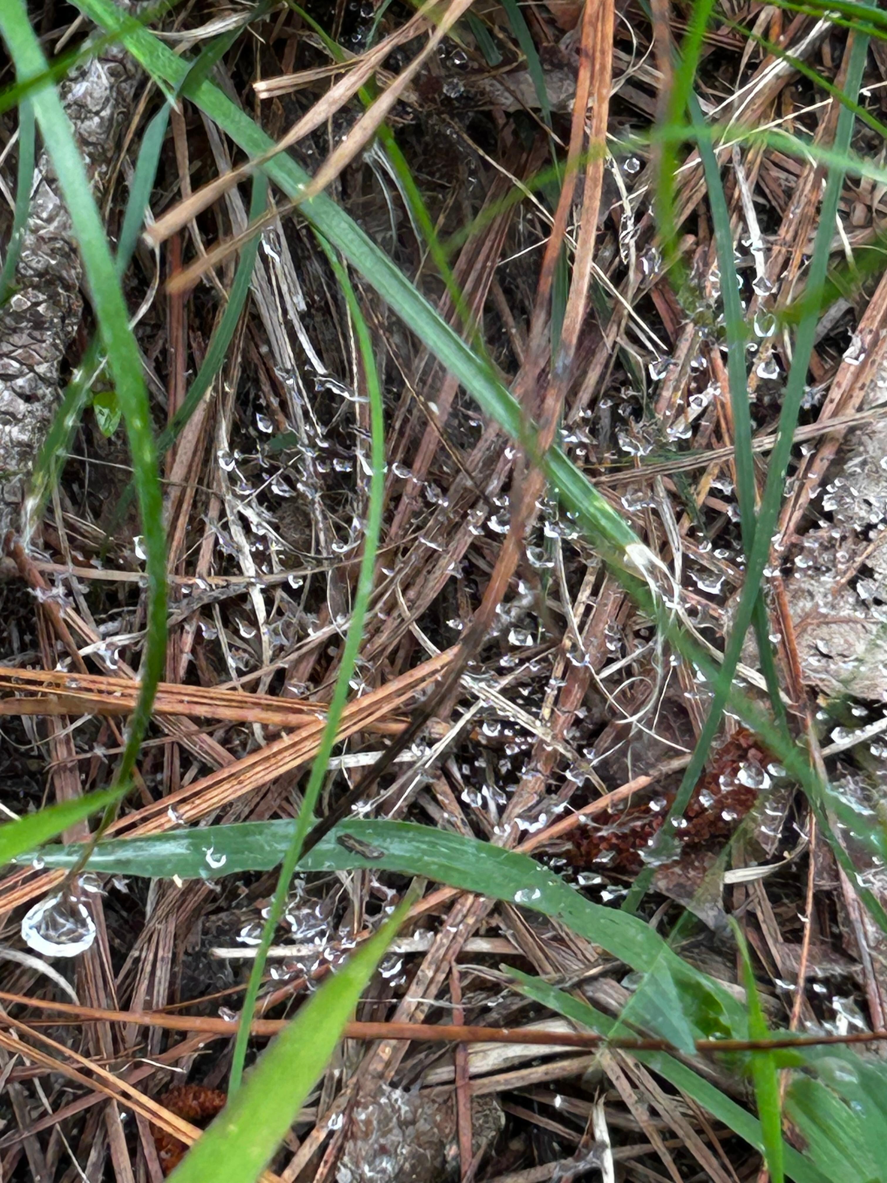 Dew drops
