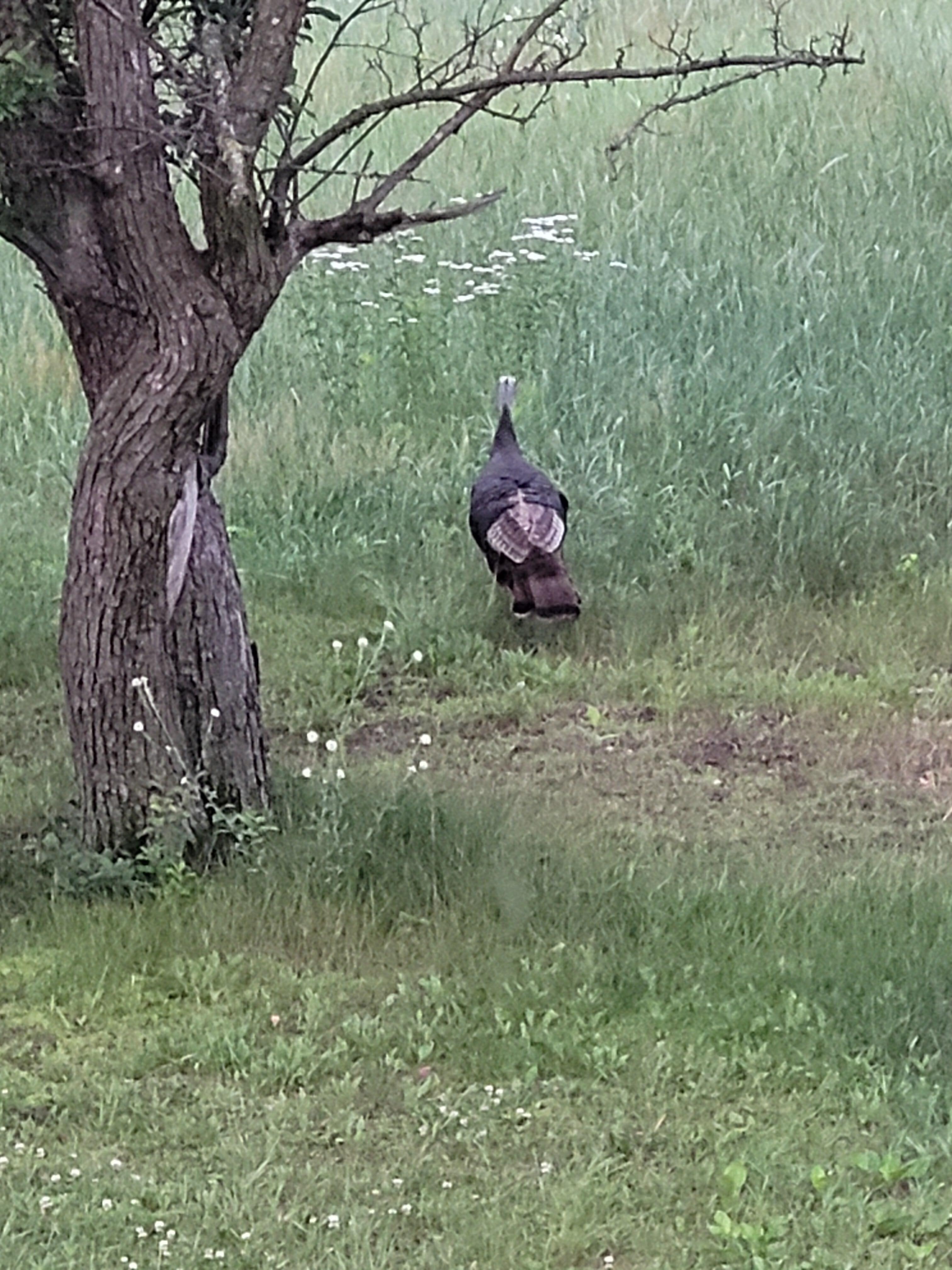 Wild life