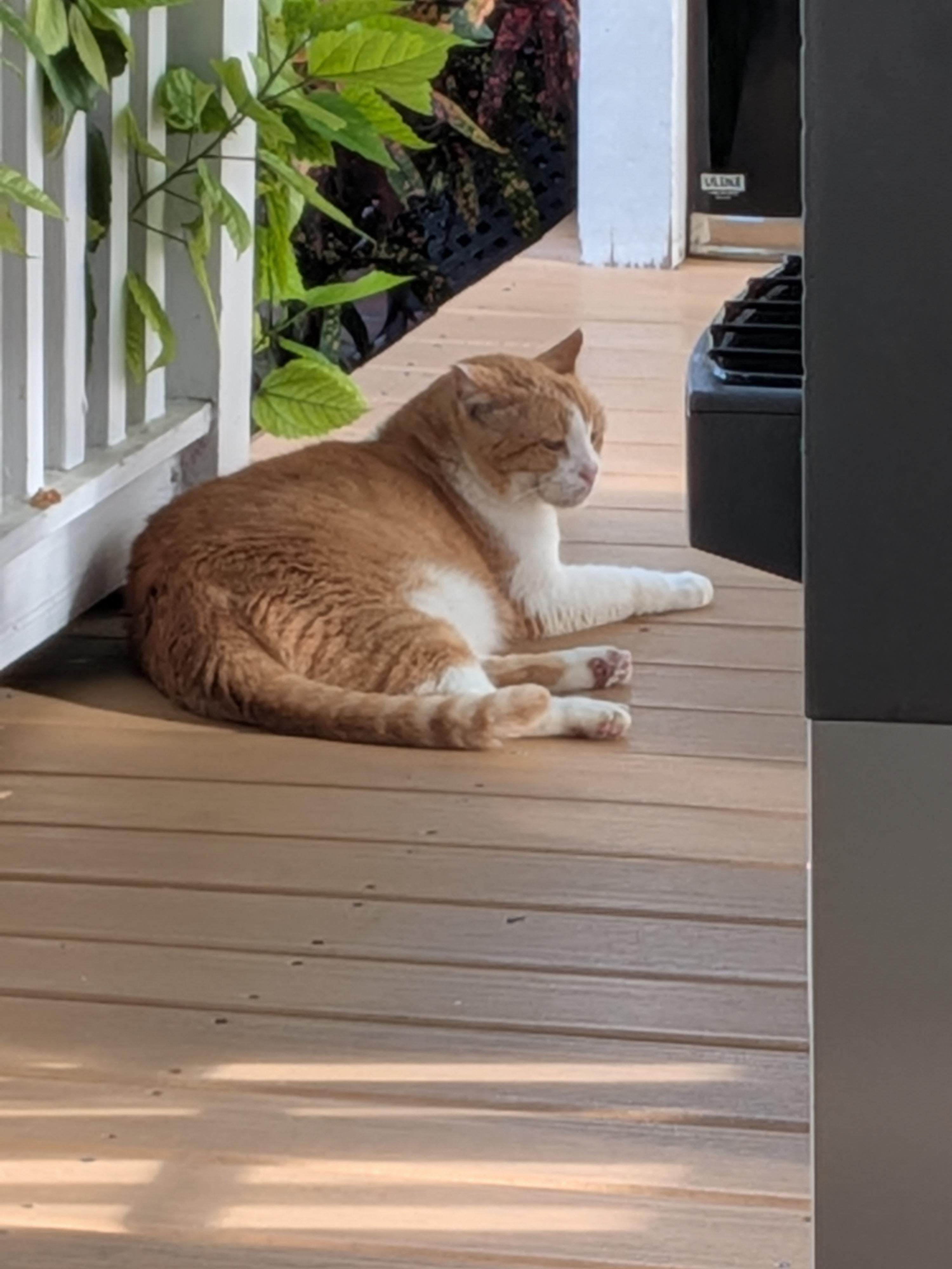 Ivan the resident feline