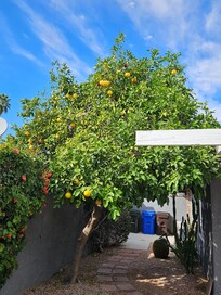 Several Large Grapefruit trees on Property provided huge grapefruits every day.