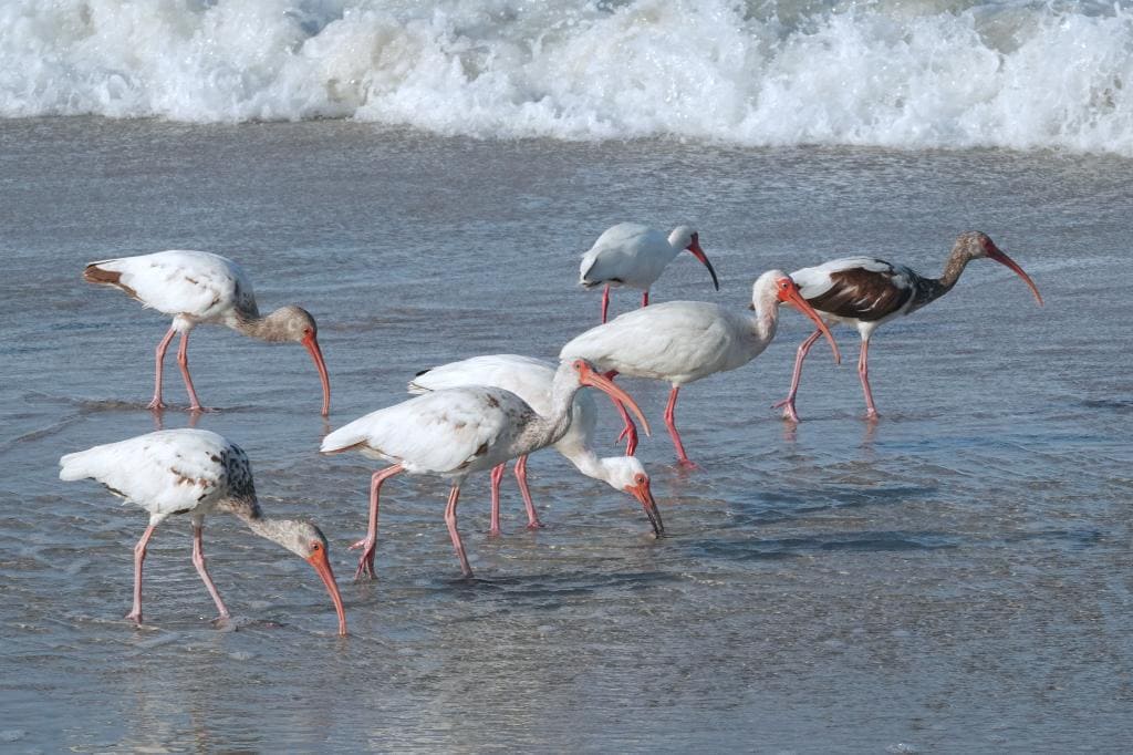 One of three groups of White Ibises that frequented the beach, even in busy periods