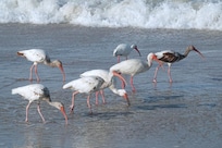 One of three groups of White Ibises that frequented the beach, even in busy periods