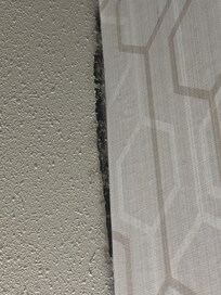 Black mold in room