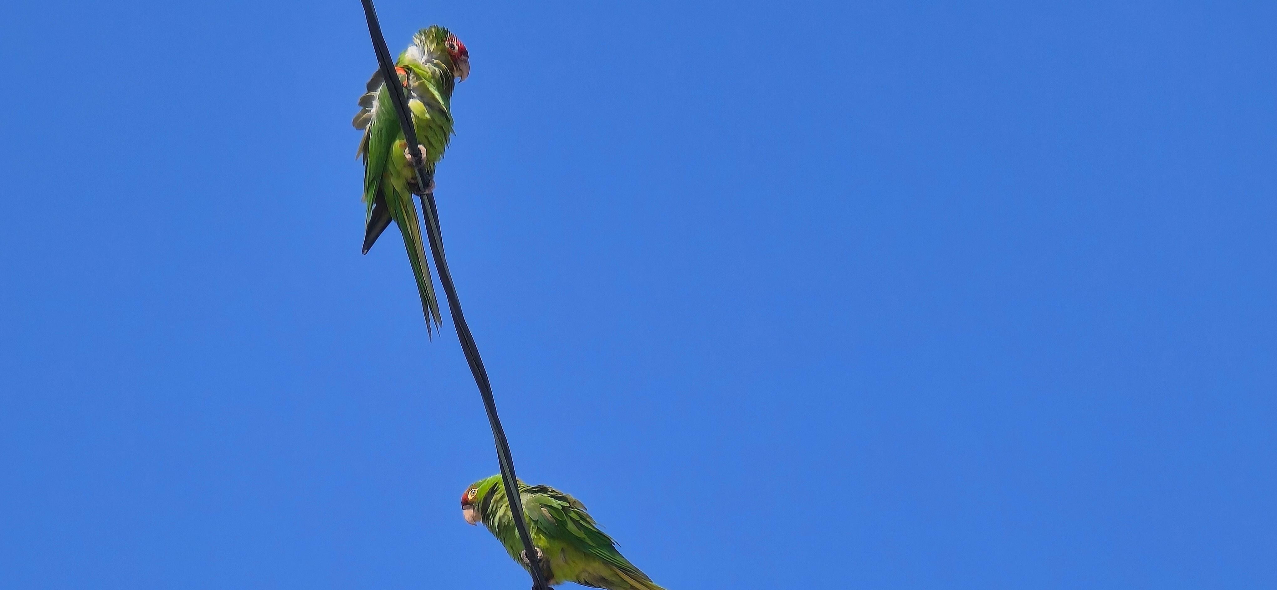 Loved the parrots