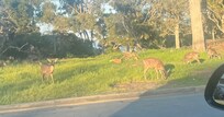 Saw deers and their fawns just wondering around on the golf course and crossing the street in the immediate vicinity of the hotel.