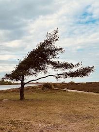 Local area