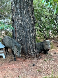 Pinky and Perky the Javelinas