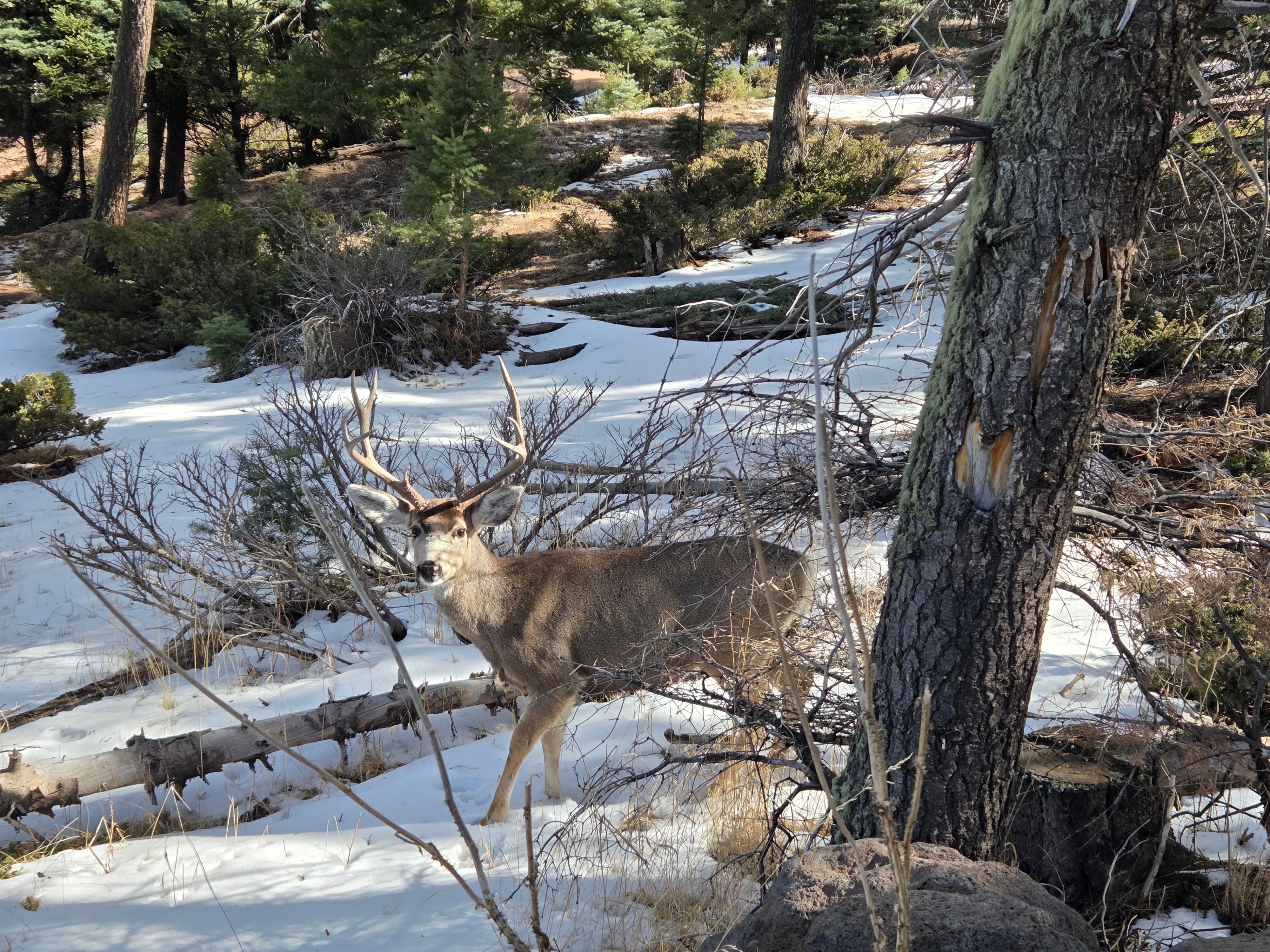 Had several visits from the local wildlife!