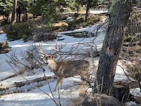 Had several visits from the local wildlife!