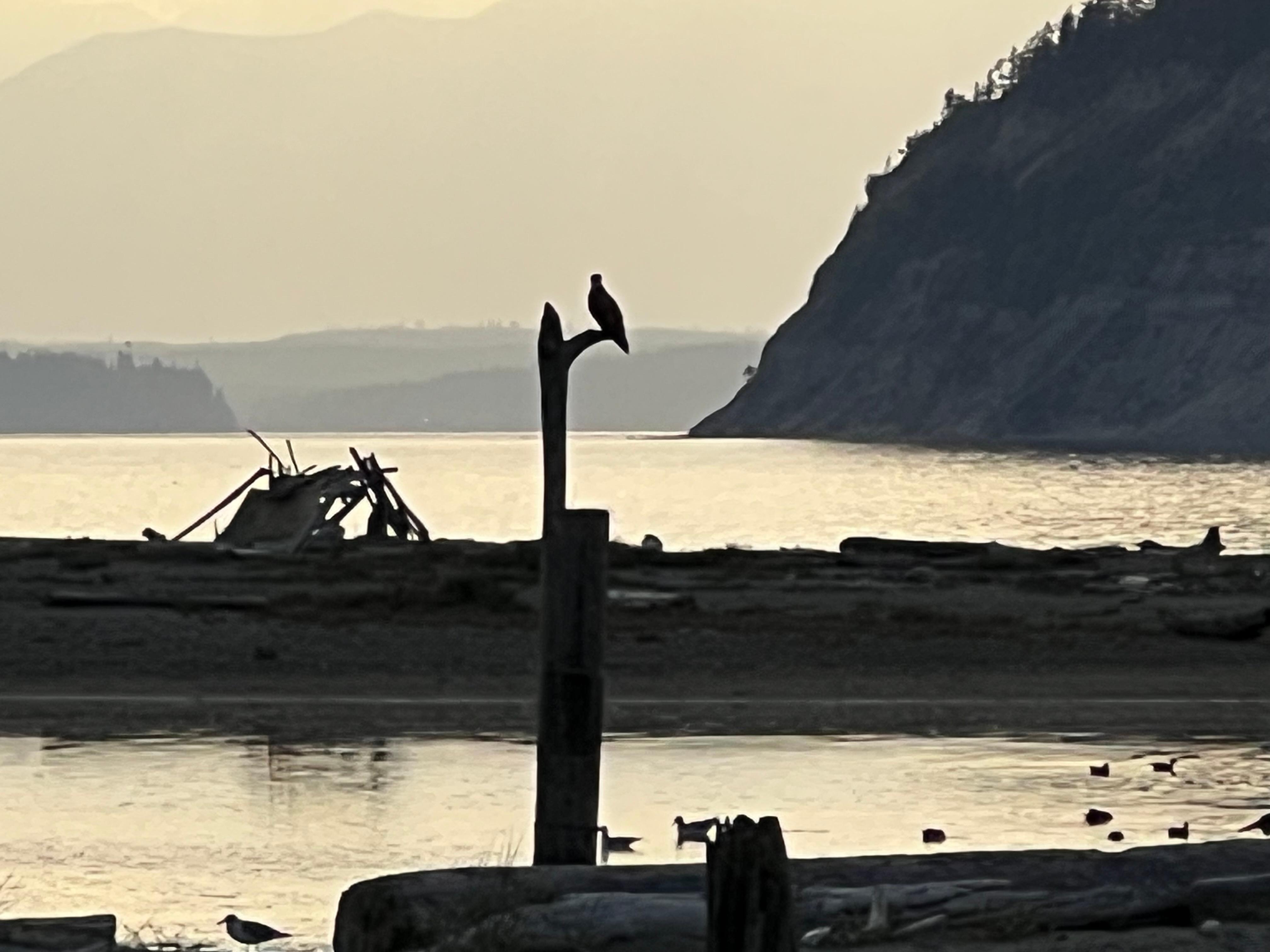 Eagle in the morning. 