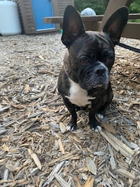 Stitch loved being outdoors!