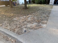 No grass
