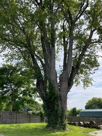Beautiful tree in back