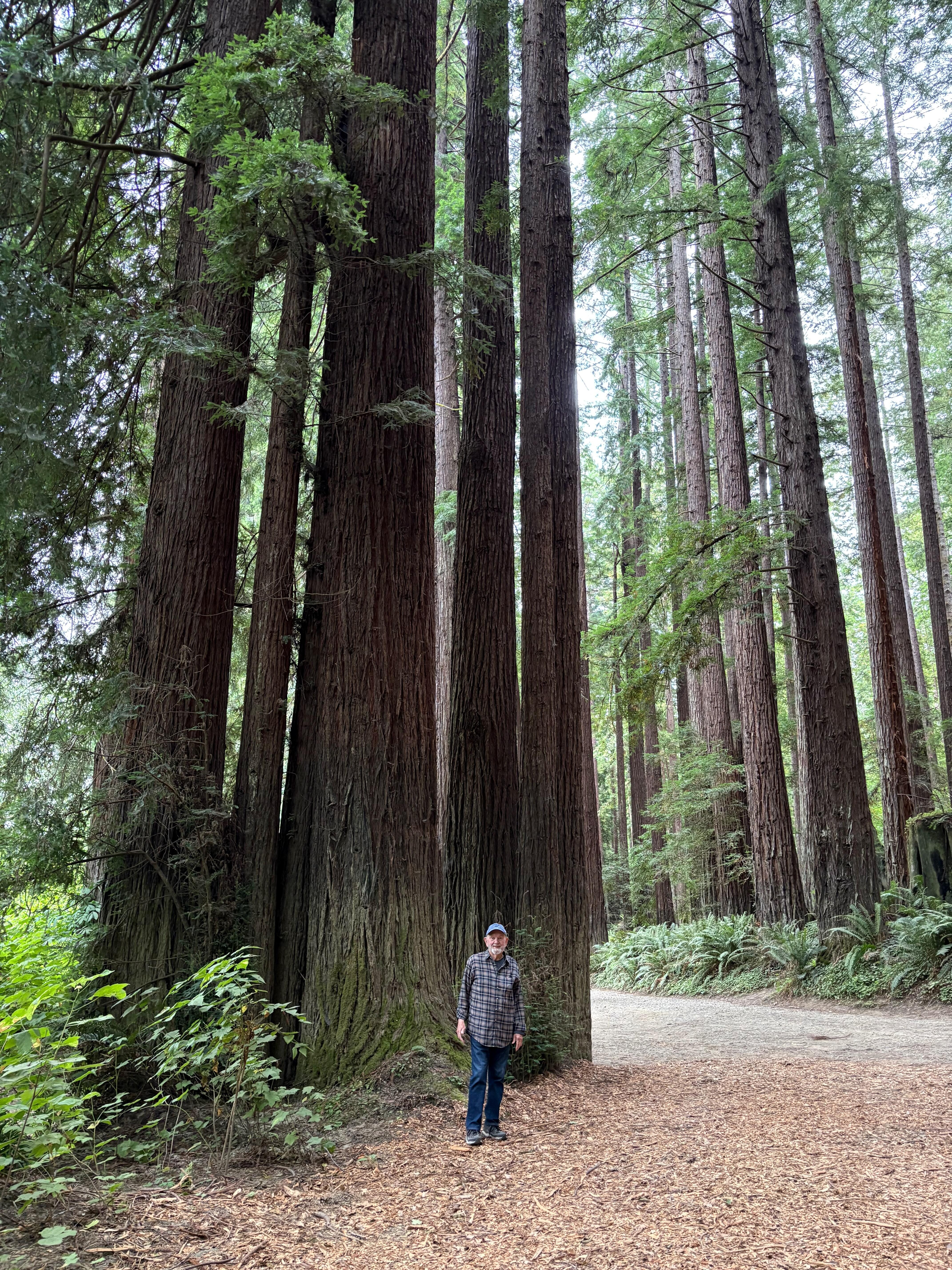 Trail in Nearby Redwood Forest