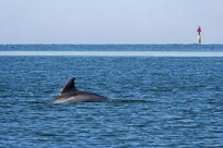 Lots of dolphins from the boat