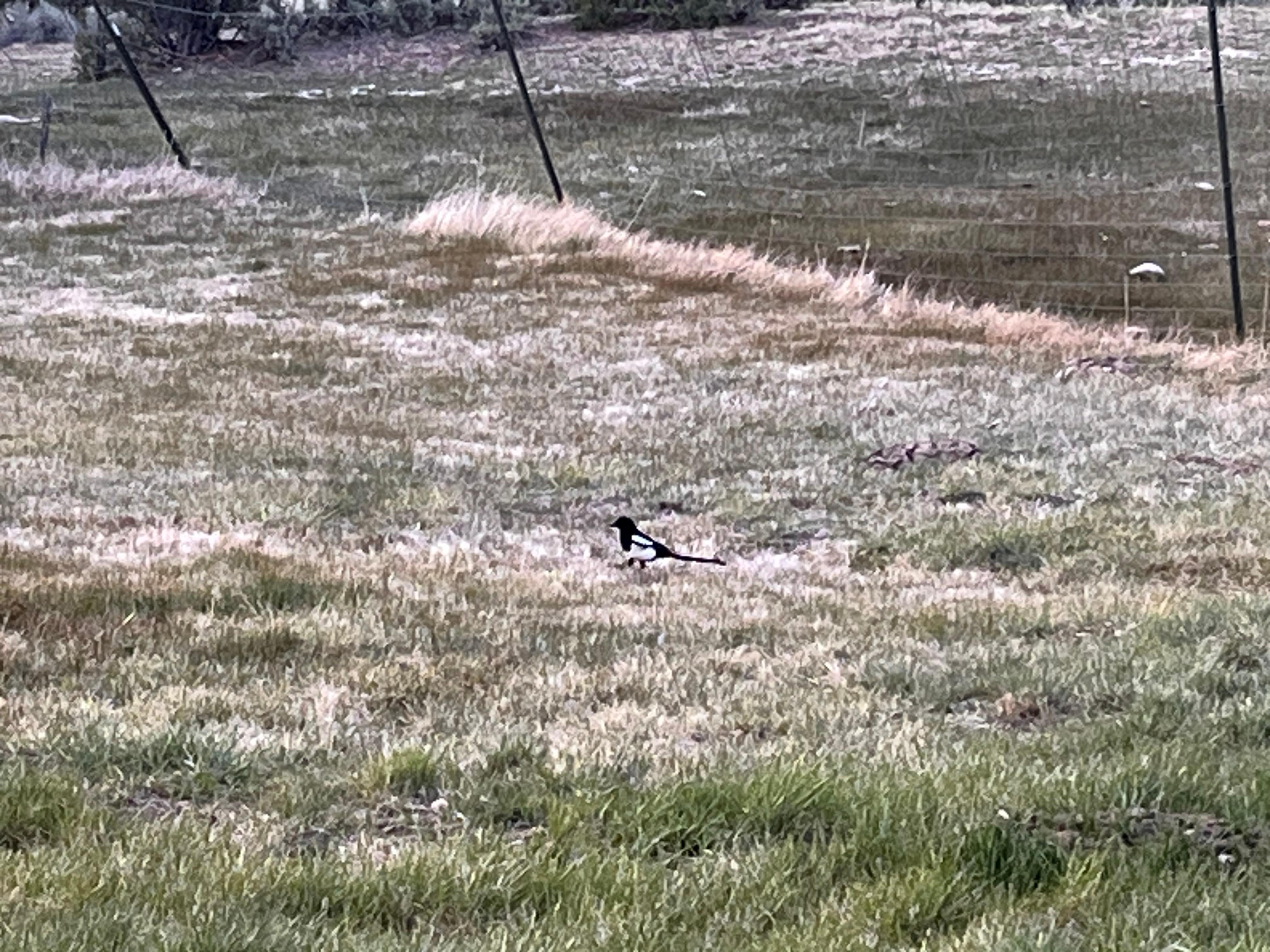Magpie at The Ranch