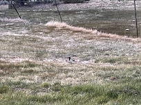 Magpie at The Ranch