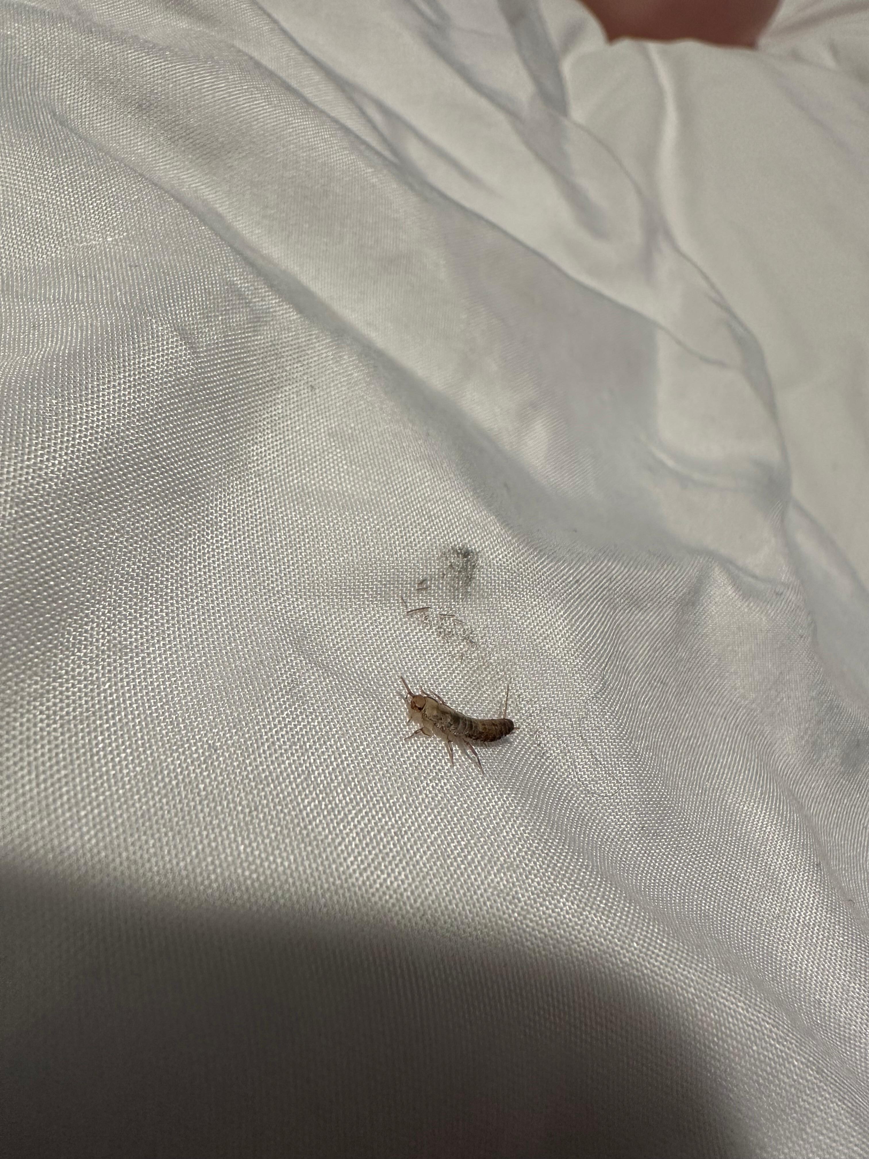 He told me that they will not refund us and that they only have one room since I came “so late” so I say okay and take the new room. I tried to be understanding but I didn’t appreciate the hostility when I approached the “manager” with our concern, 