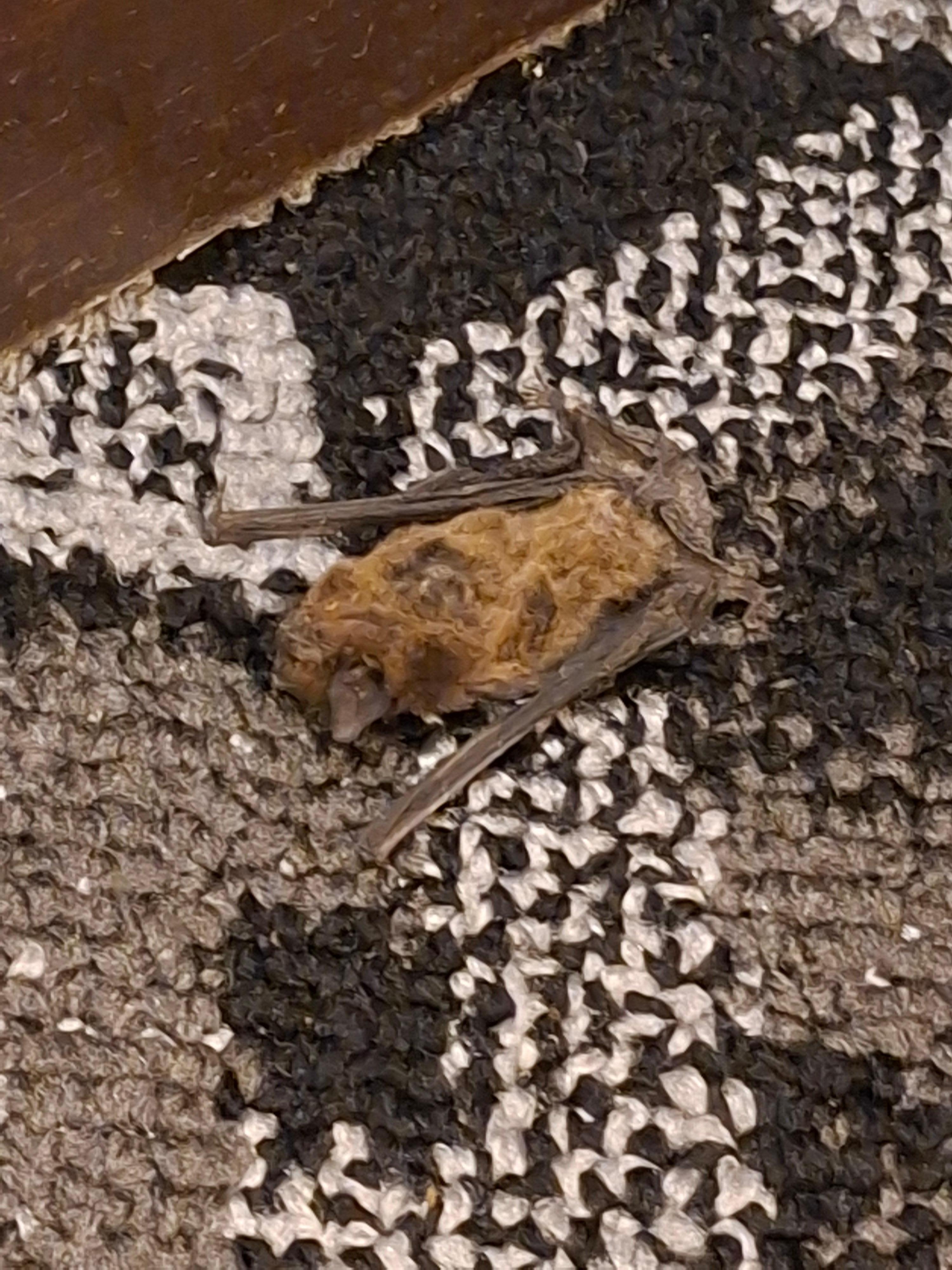 A dewd Bat on floor of room missed by cleaners prior to check in
