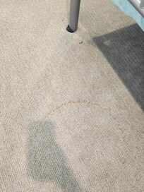 stained and dirty carpet