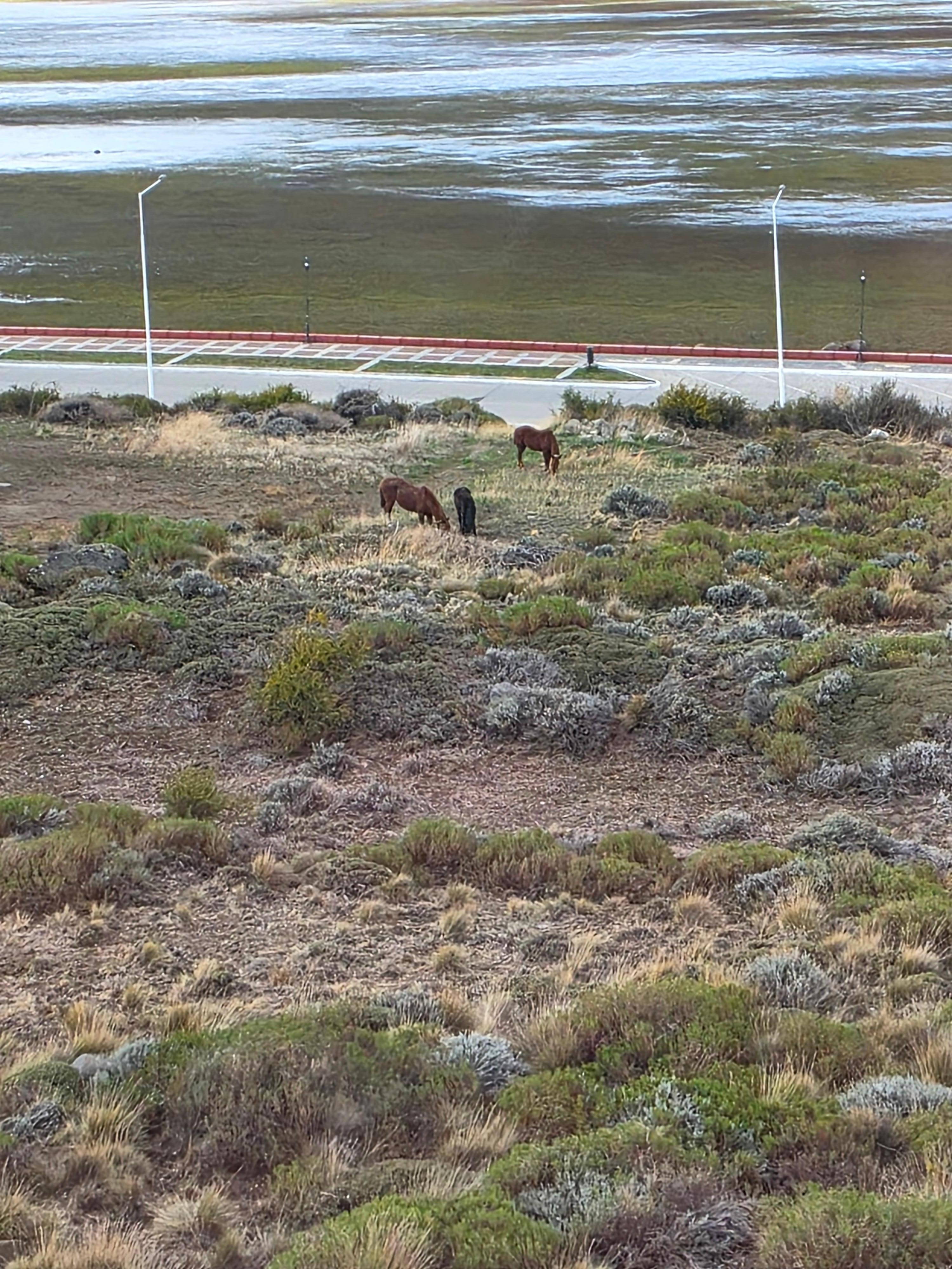 Teníamos caballos en el patio trasero  ❤️