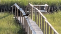 Osprey with a fish at the end of the private boardwalk