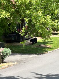 Bear and two cubs next door!