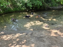 If you're looking for a great place in the river to play with your pups Les Mullinax part is 20 minutes from this house