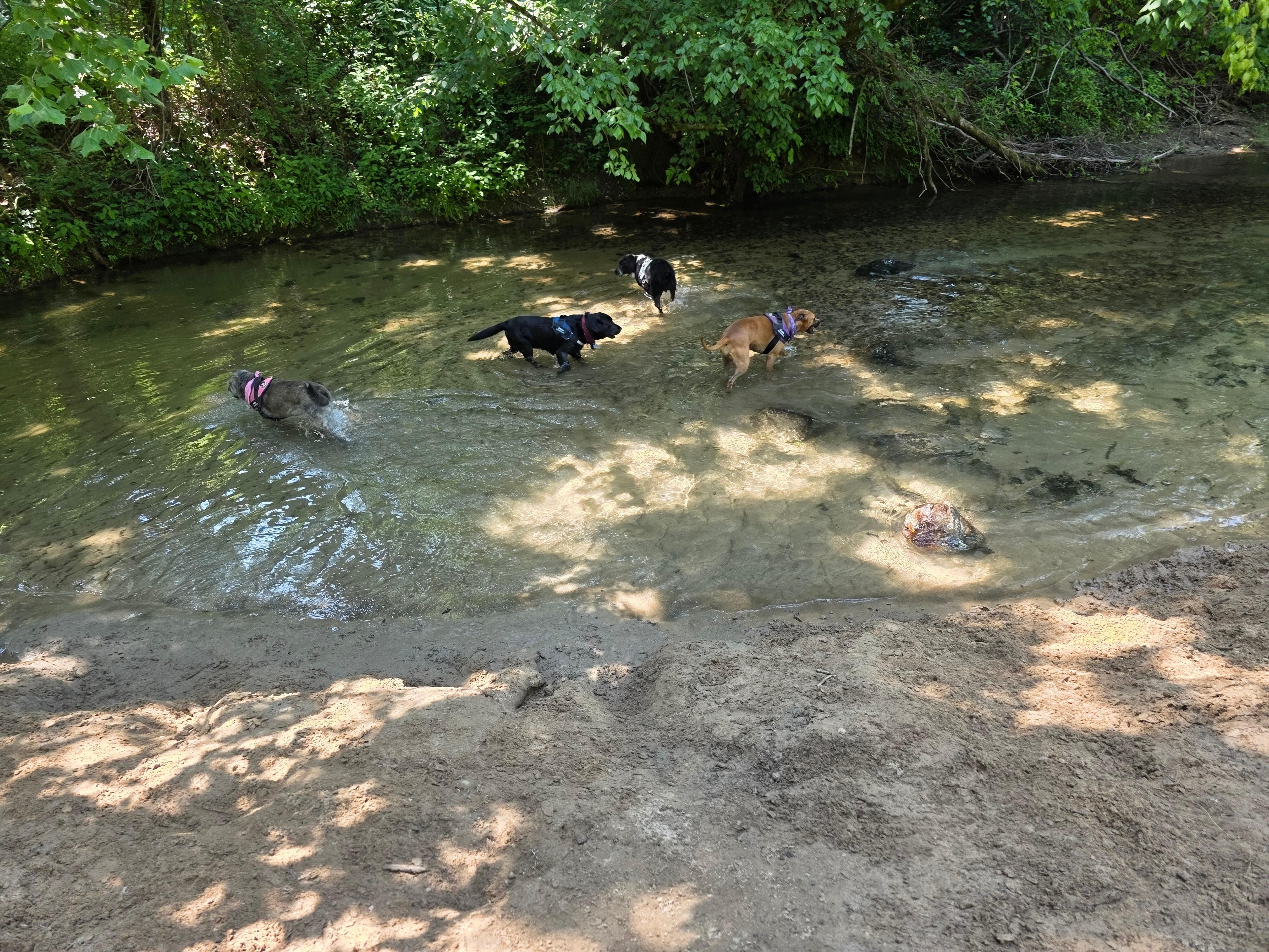 If you're looking for a great place in the river to play with your pups Les Mullinax part is 20 minutes from this house